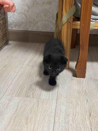 Отдам котенка