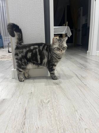 Передержка животных , котов и тд не дорого Астана