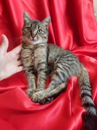 Котенок девочка