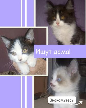Ищут дом 3 котенка мальчики!