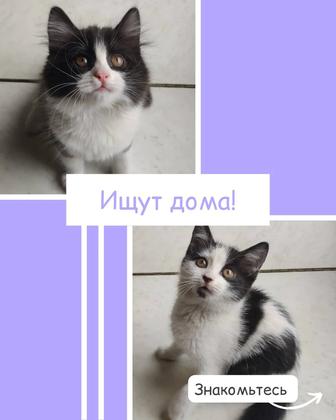 Ищут дом 3 котенка мальчики!