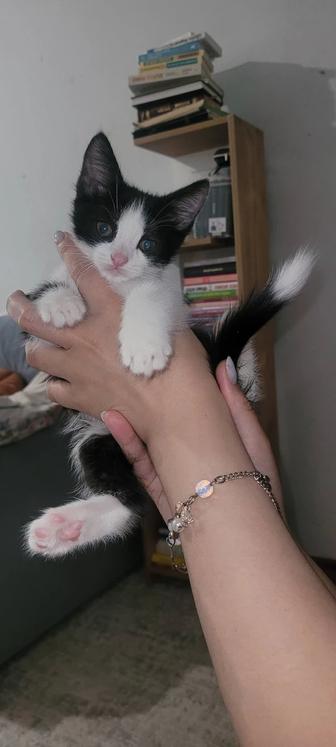 Отдам котенка в добрые руки.