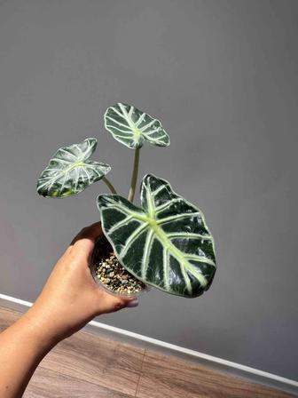 Продажа Алоказия Балун