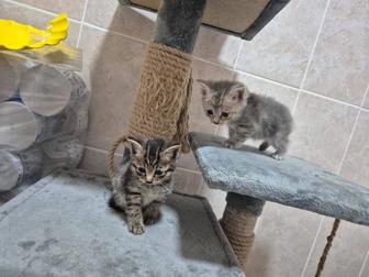 Отдам котят в хорошие добрые руки