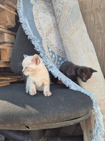 Отдам котят в хорошие добрые руки