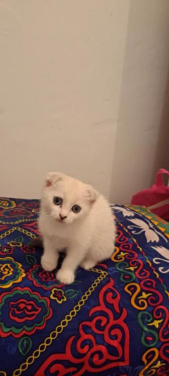 Котят шотландки
