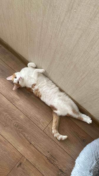 Отдам в очень добрые руки двухлетнюю девочку Кошечку