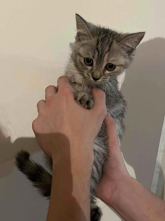 Отдаем котенка в добрые руки