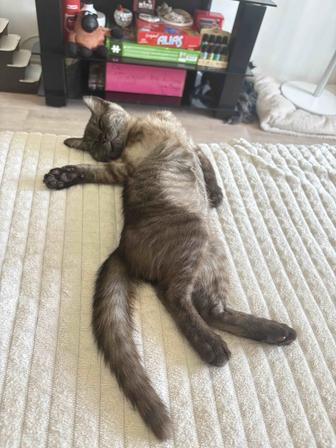 Отдам котенка