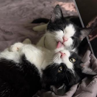 Котенок в добрые руки