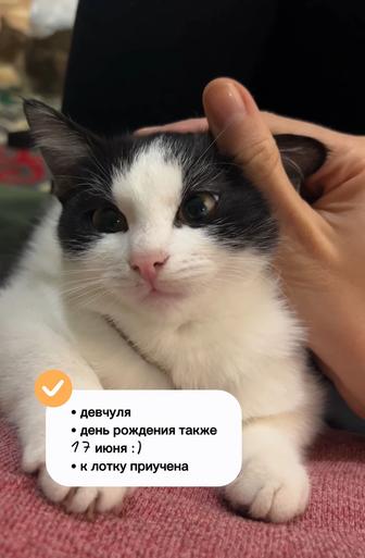 Котенок в добрые руки