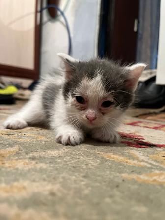 Отдам даром котят