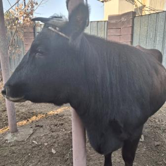 Продам корову симменталку чистокровную