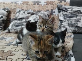 Отдам котят бесплатно