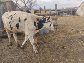 Продам быков 1год 2 месяца