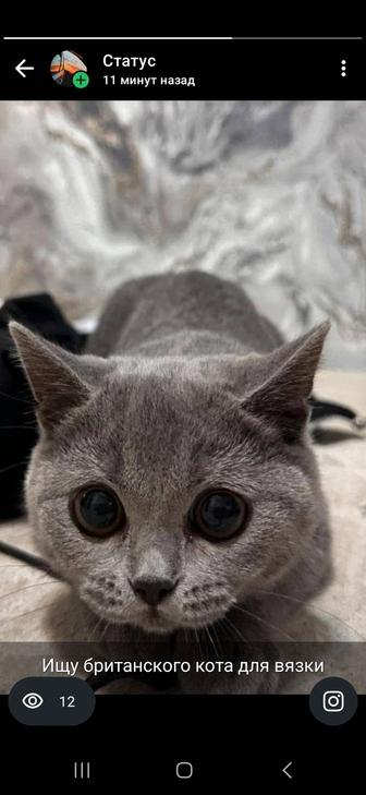 Ищу британского кота для вязки!