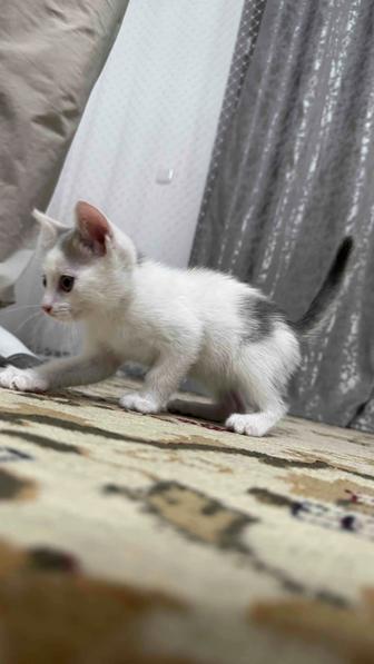 Отдам даром котенка