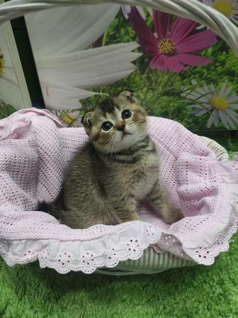 Чистокровная Шотландская кошечка 1,5 мес
