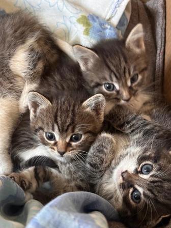 Отдам котят