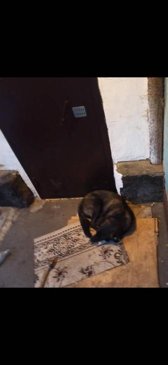 Молодой кобель