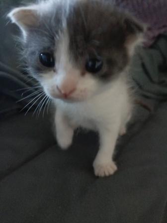 Котенок ищет дом