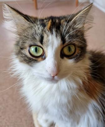 Кошки