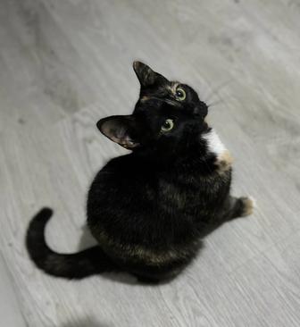 Кошка