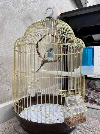 Волнистый попугай с клеткой и с кормом