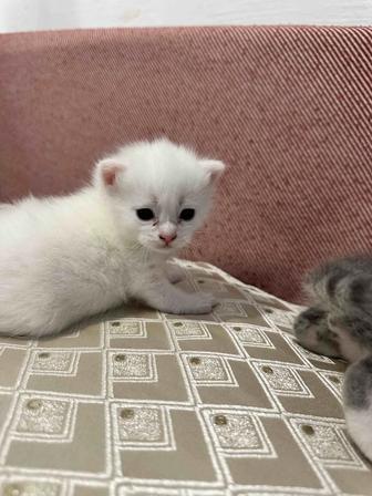 Котята ищут мамочку