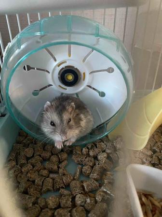 Продам хомяков