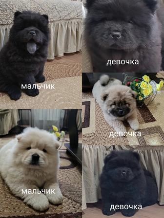 Щенки чау чау