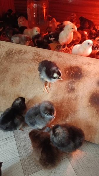 Продам цыплят несушки гигант