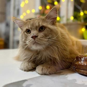 Мейн кун кот