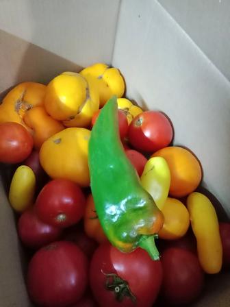 Продам помидоры Аблакетка