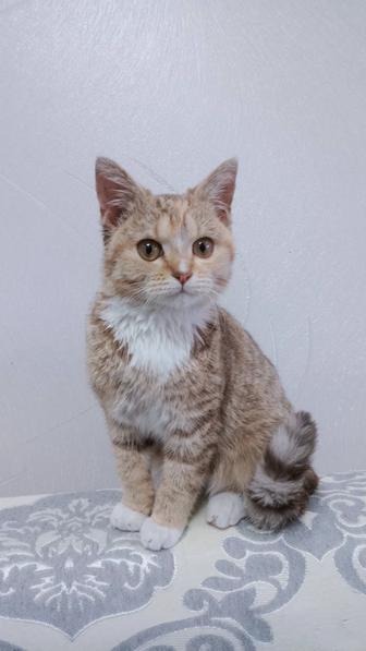 Девочка британка 3 месяца