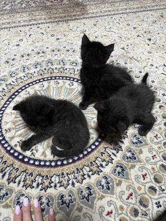 Отдам котят бесплатно
