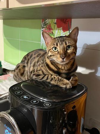Потерялась бенгальская кошка