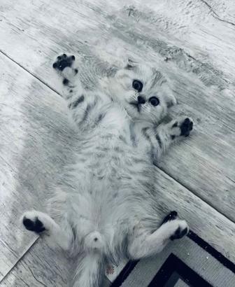 Шотландский вислоухий