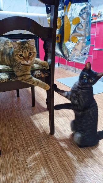 Отдам даром животные кошки