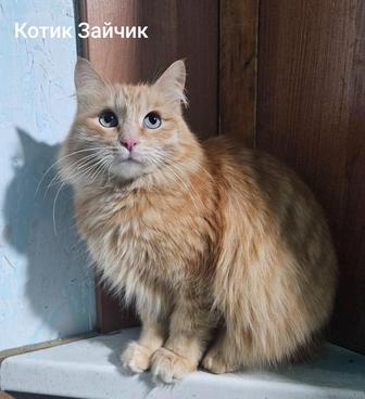 Котики и кошечки подростки в добрые руки