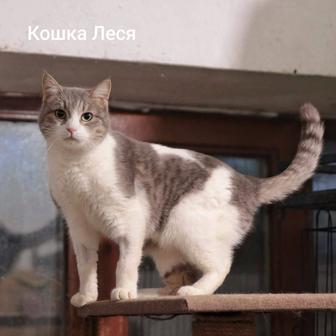 Котики и кошечки подростки в добрые руки