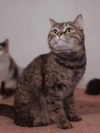 Котики и кошечки подростки в добрые руки