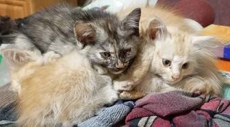 Котята в добрые руки
