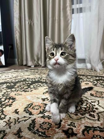 Отдам котенка в хорошие руки