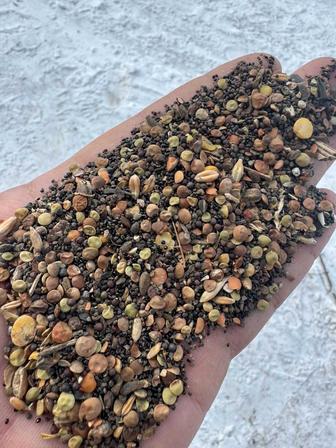 Рапс чечевица