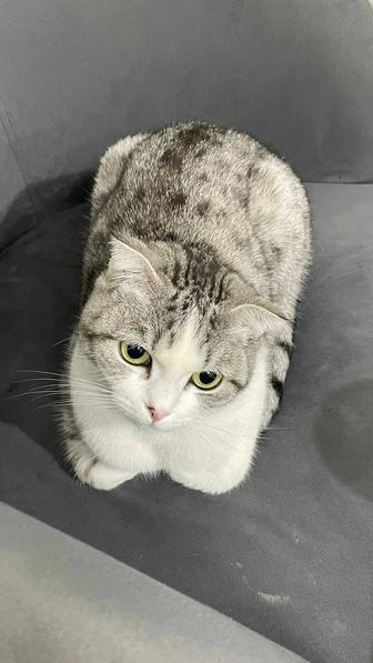 Пропала кошечка