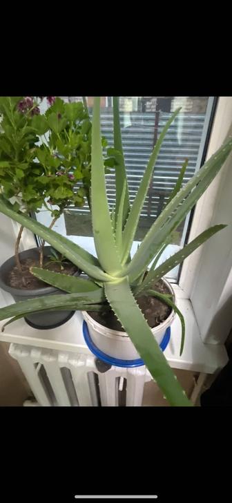 Лечебный Алоэ вера