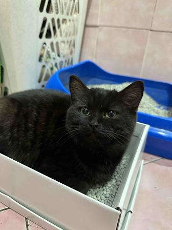 Отдам котика в добрые руки