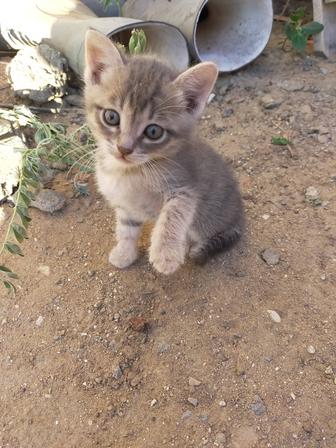 Котята