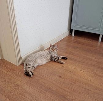 Отдам кота в добрые руки
